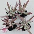 Cotyledon White Sprite