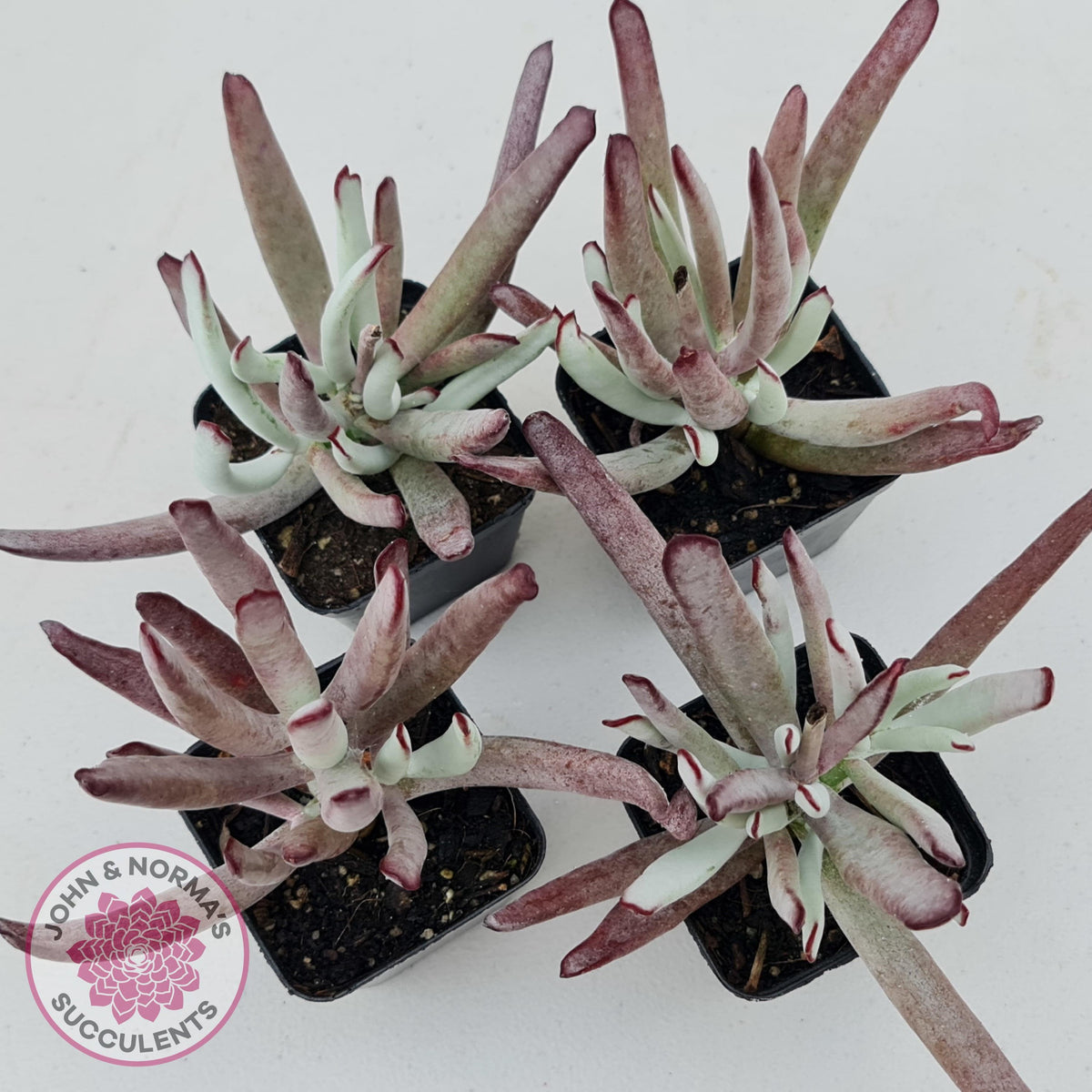 Cotyledon White Sprite