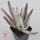 Cotyledon White Sprite