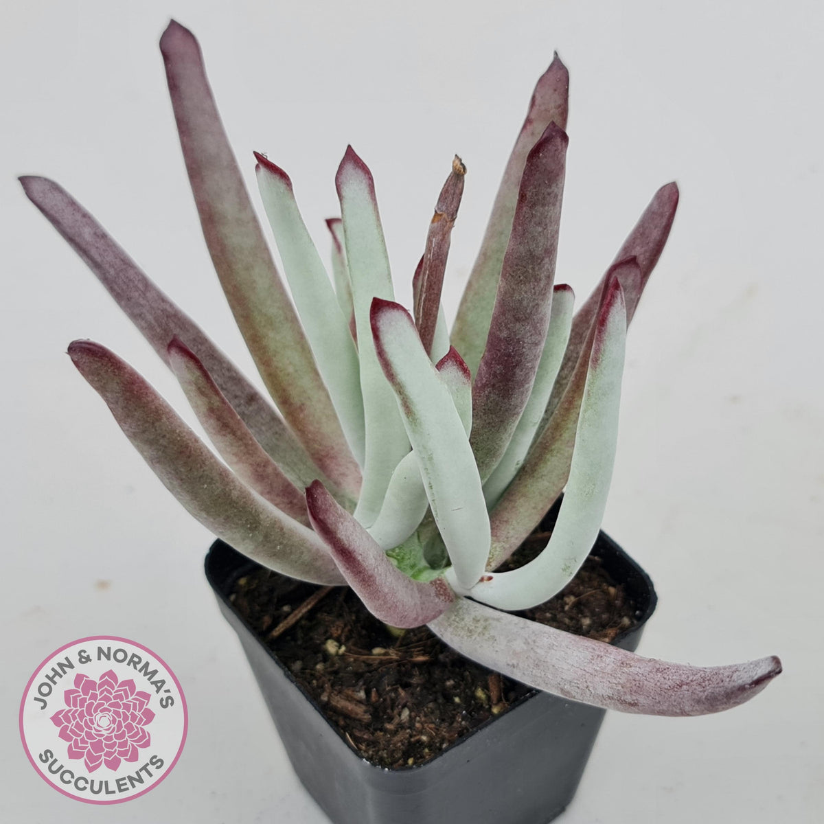 Cotyledon White Sprite