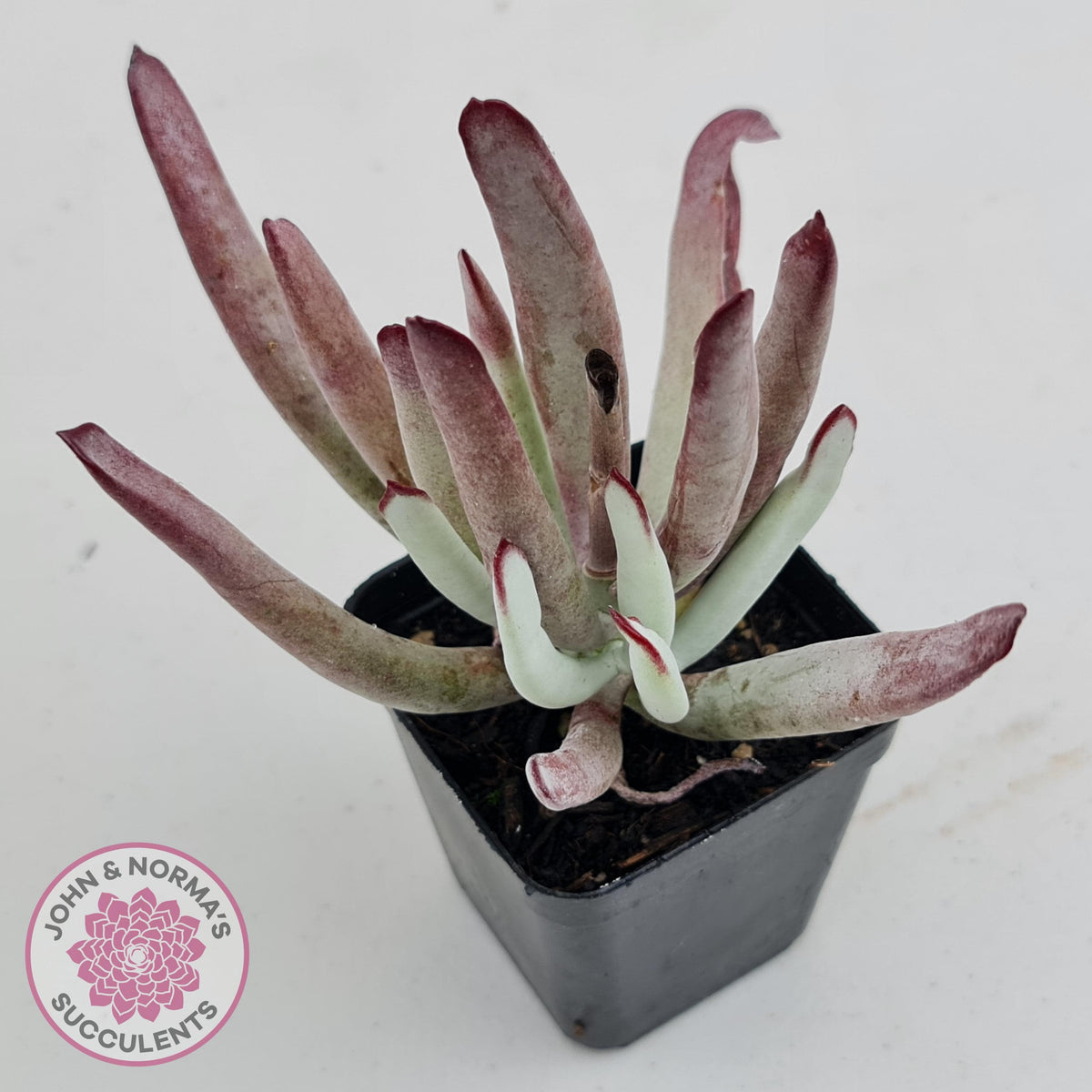 Cotyledon White Sprite
