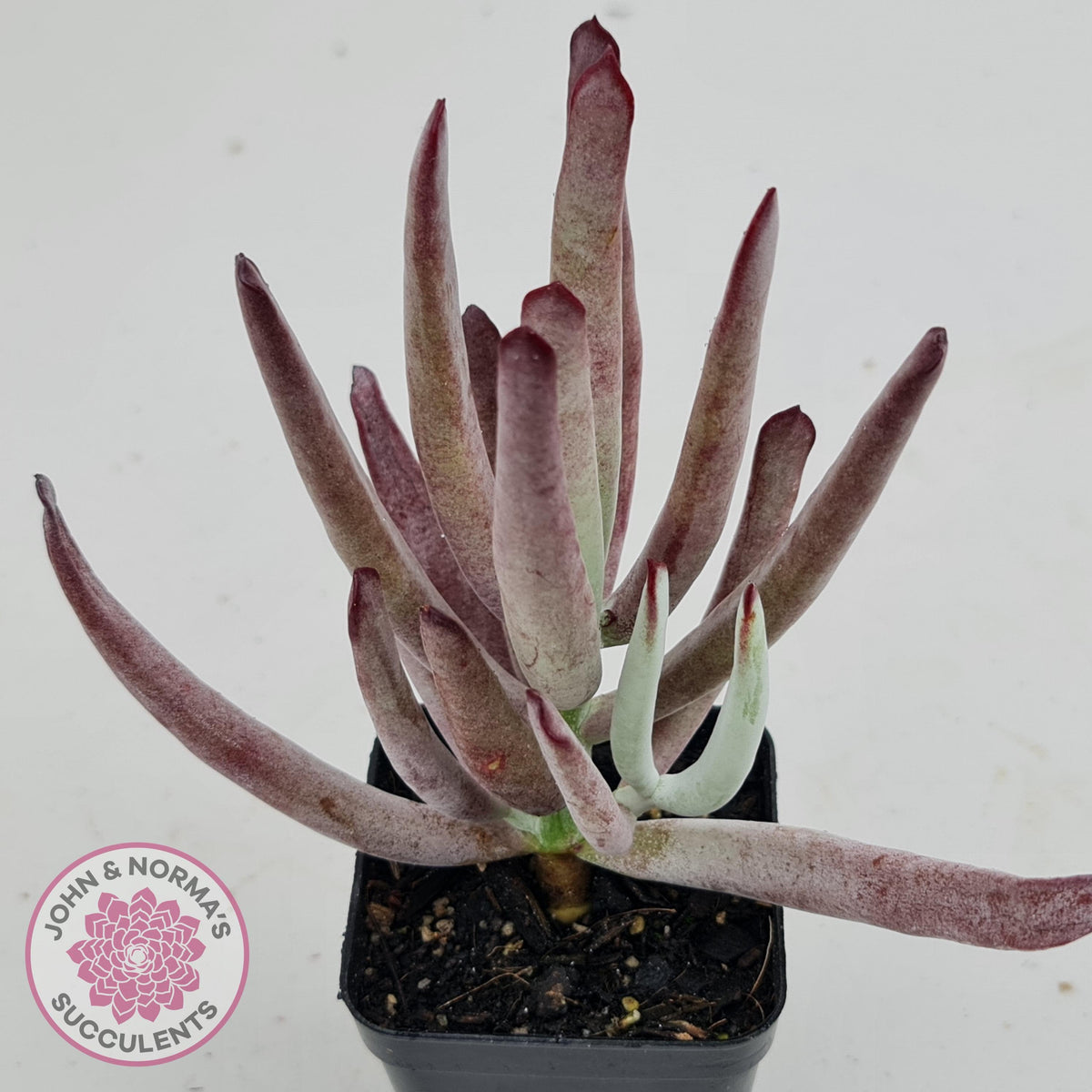 Cotyledon White Sprite