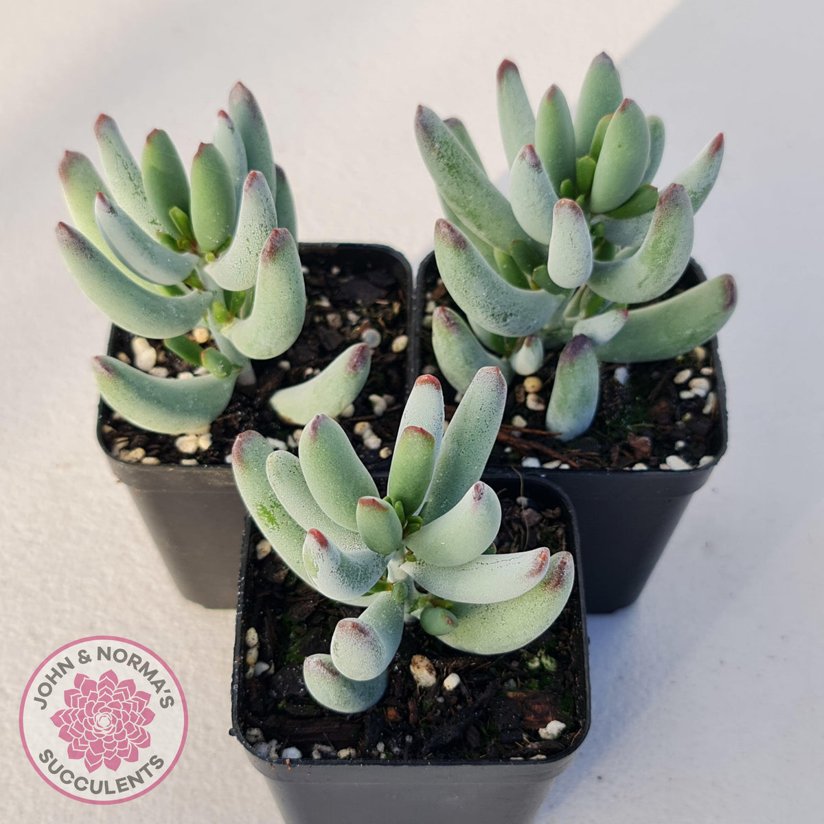 Cotyledon orbiculata var. Oophylla (minima)