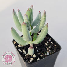 Load image into Gallery viewer, Cotyledon orbiculata var. Oophylla (minima) - John &amp; Norma&#39;s Succulents
