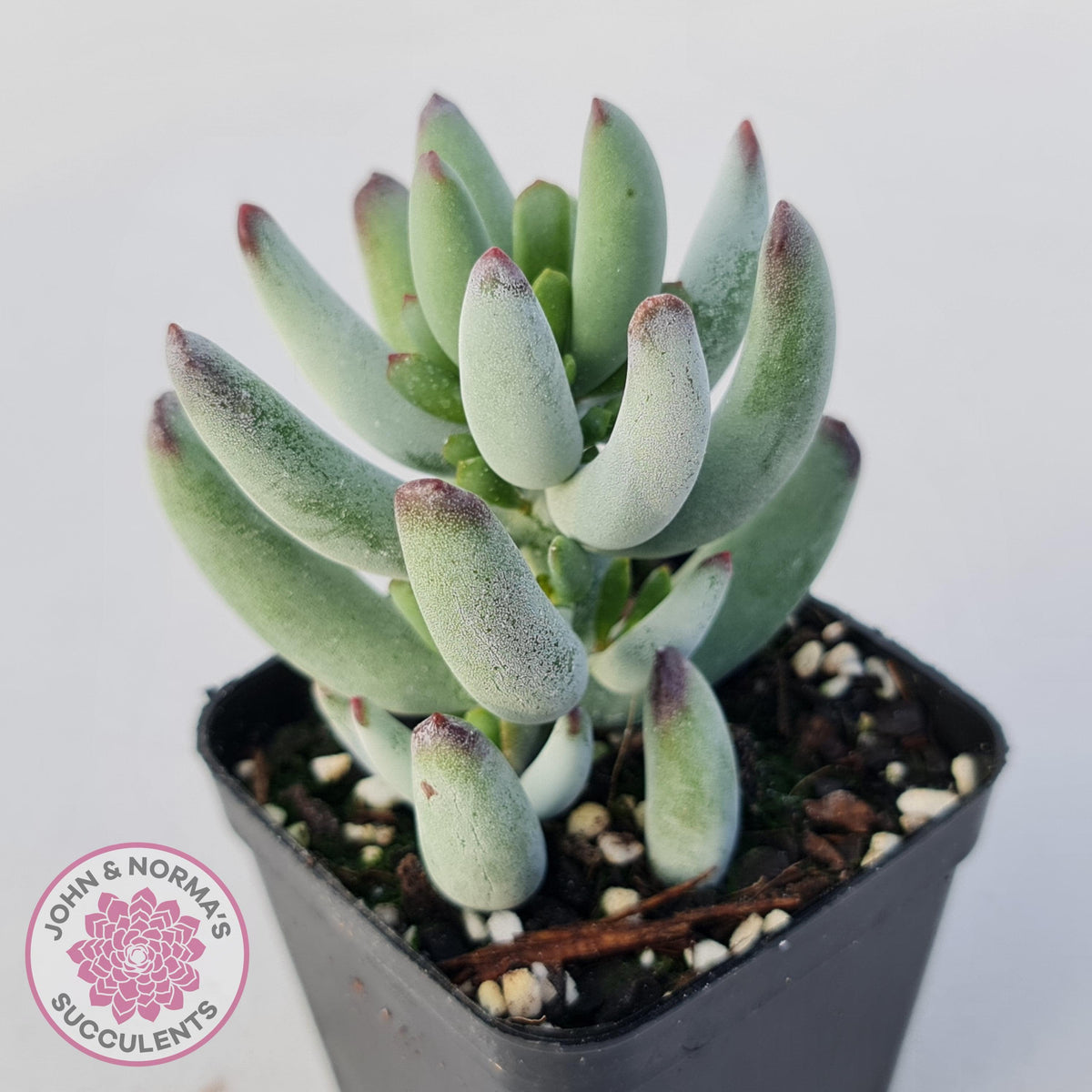 Cotyledon orbiculata var. Oophylla (minima)