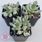 Cotyledon 'Choco Line'