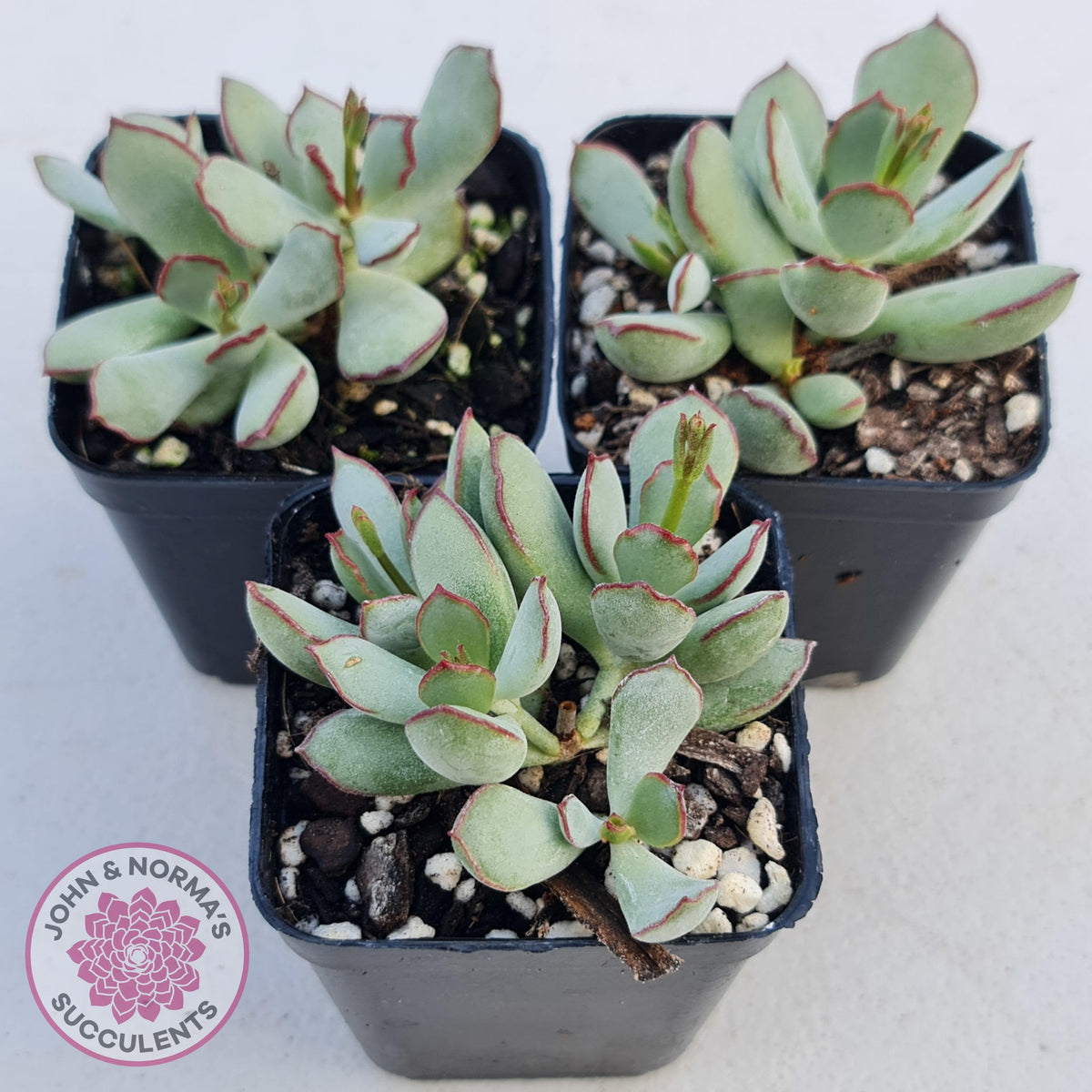 Cotyledon 'Choco Line'