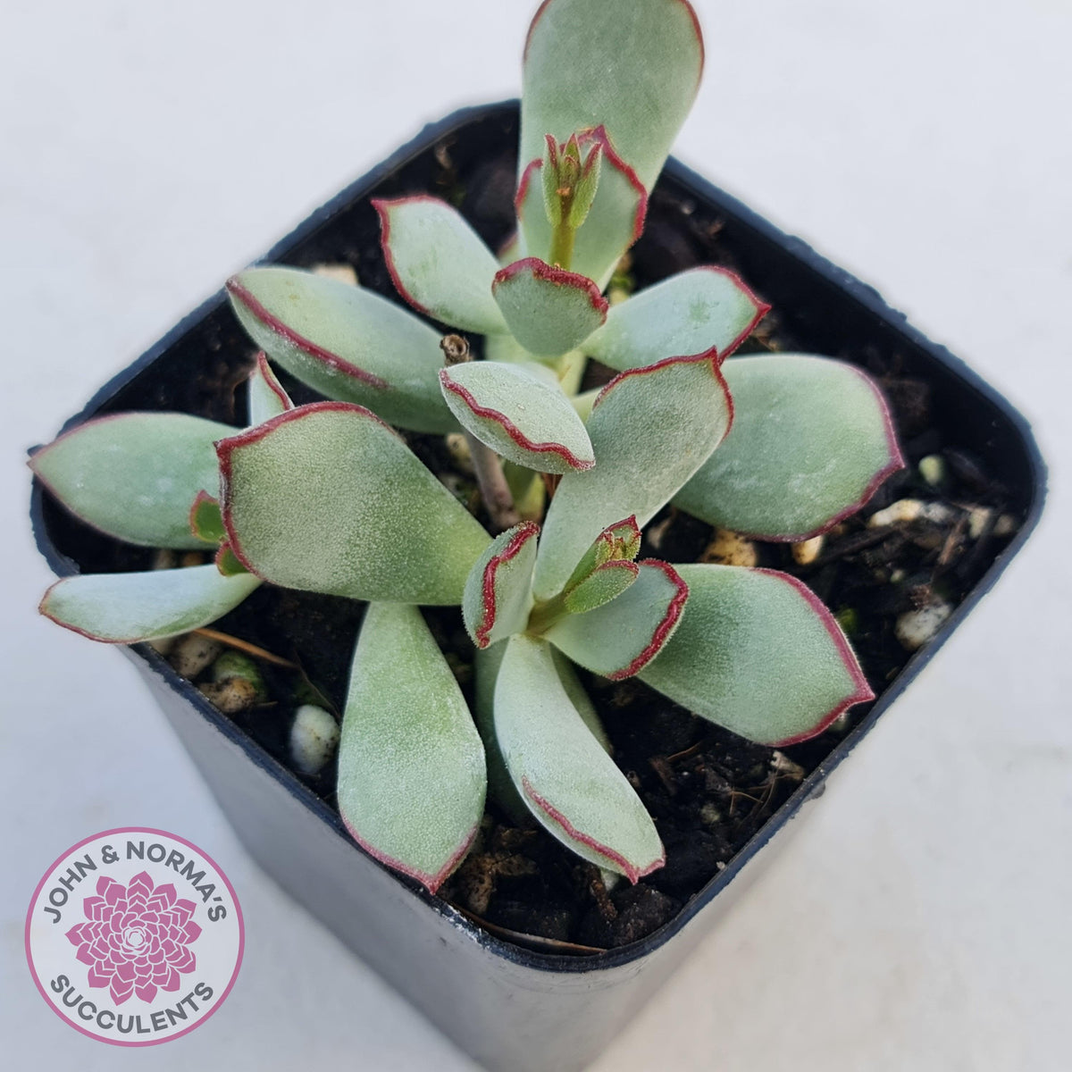 Cotyledon 'Choco Line'