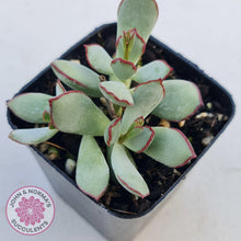 Load image into Gallery viewer, Cotyledon Choco Line - John &amp; Norma&#39;s Succulents
