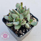 Cotyledon 'Choco Line'
