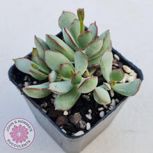 Load image into Gallery viewer, Cotyledon Choco Line - John &amp; Norma&#39;s Succulents
