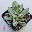 Cotyledon 'Choco Line'