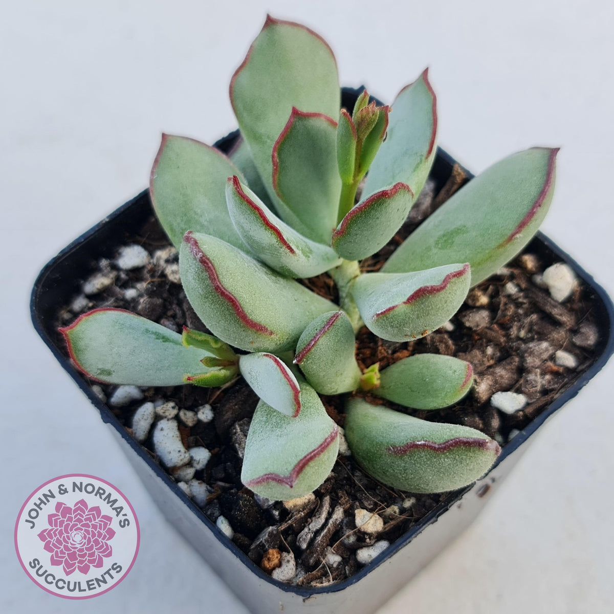 Cotyledon 'Choco Line'