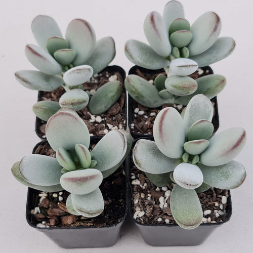 Cotyledon Oophylla - Asian Round Form - John & Norma's Succulents