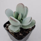 Cotyledon Oophylla - Asian Round Form