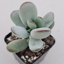 Load image into Gallery viewer, Cotyledon Oophylla - Asian Round Form - John &amp; Norma&#39;s Succulents
