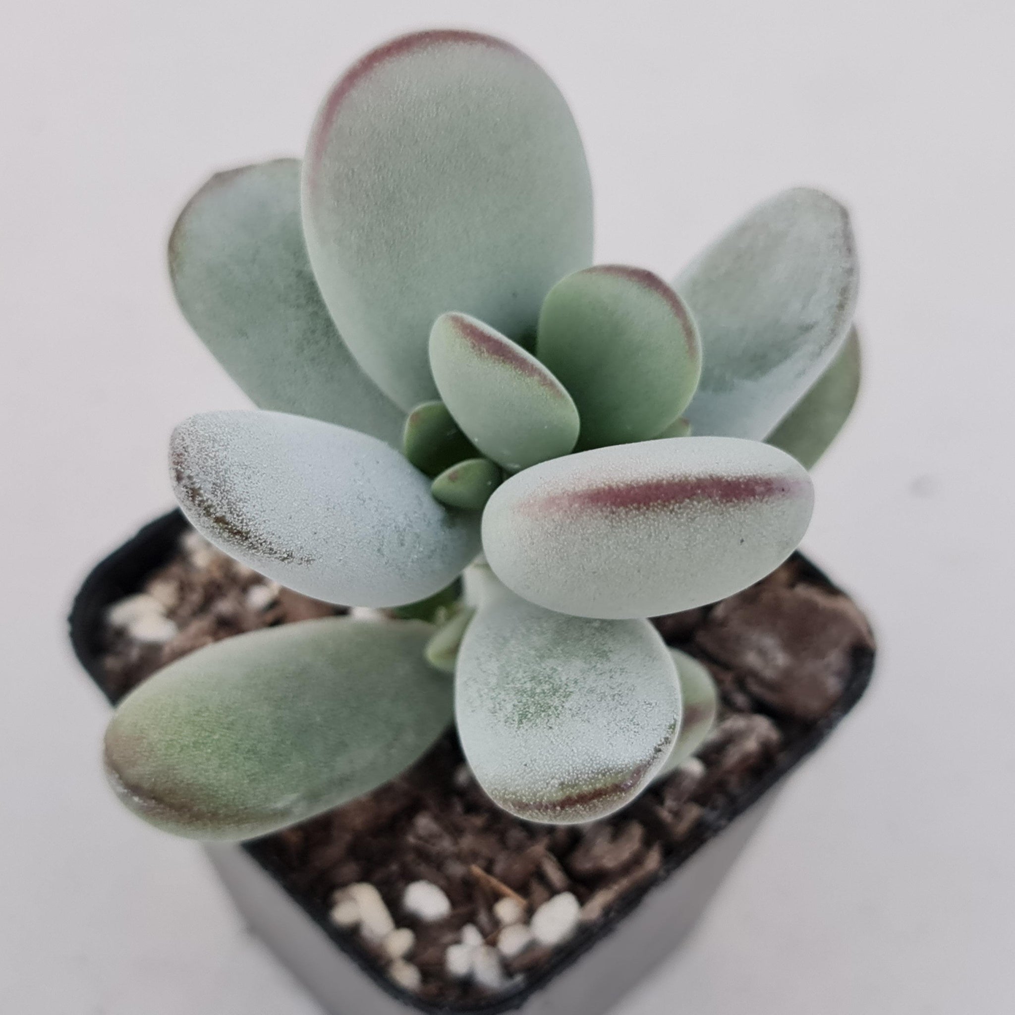 succulent asia Buy Cotyledon Oophylla - Asian Round Form Australia