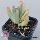 Cotyledon Orbiculata Long Leaf Variegated