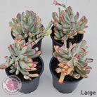 Cotyledon Orbiculata Long Leaf Variegated