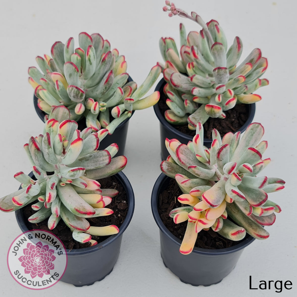 Cotyledon Orbiculata Long Leaf Variegated