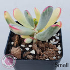 Cotyledon Orbiculata Long Leaf Variegated