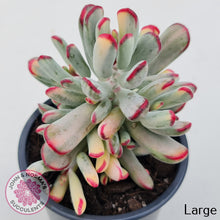 Load image into Gallery viewer, Cotyledon Orbiculata Long Leaf Variegated
