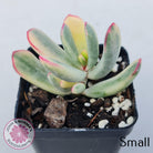 Cotyledon Orbiculata Long Leaf Variegated