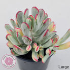 Cotyledon Orbiculata Long Leaf Variegated