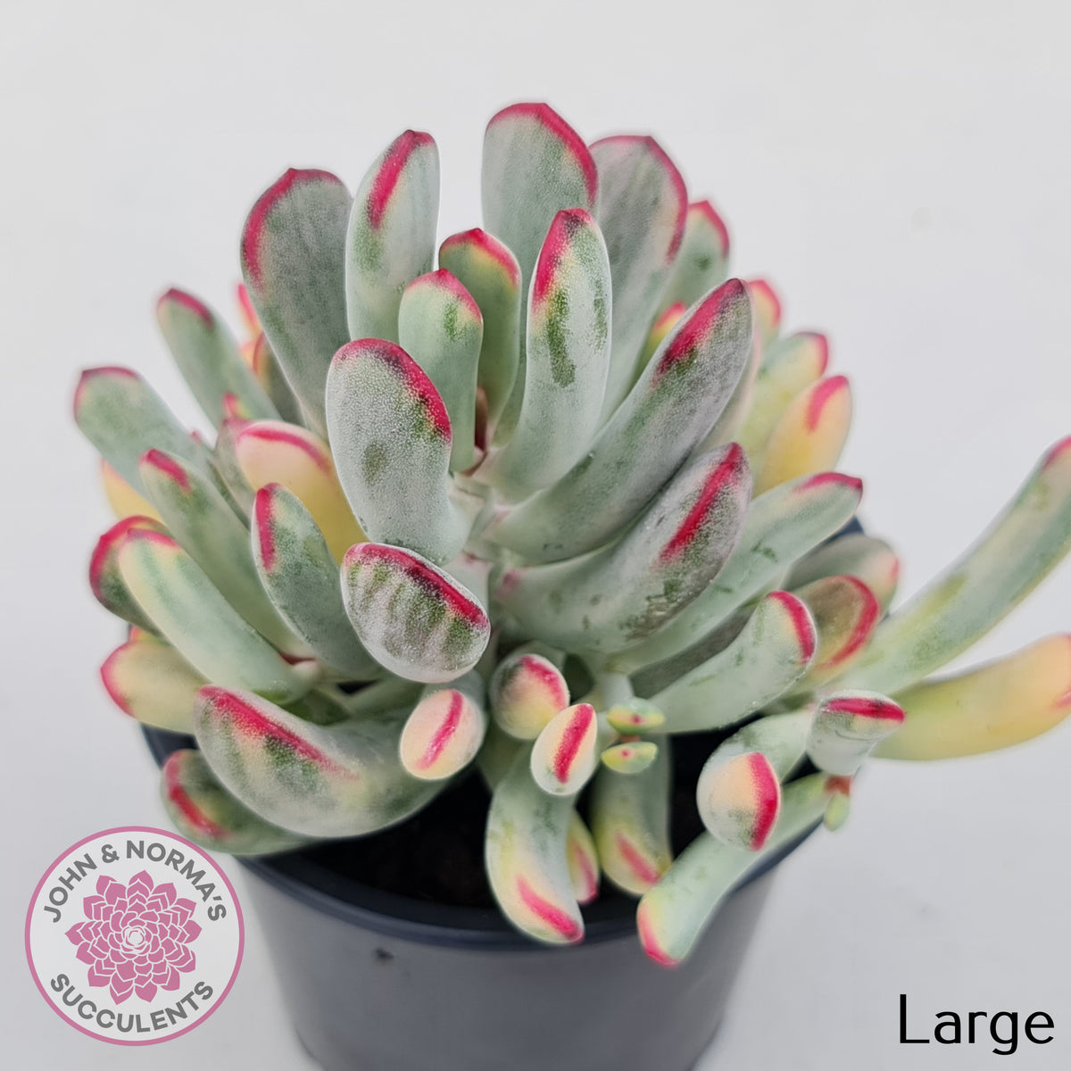 Cotyledon Orbiculata Long Leaf Variegated