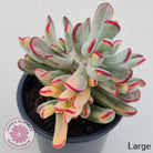 Cotyledon Orbiculata Long Leaf Variegated