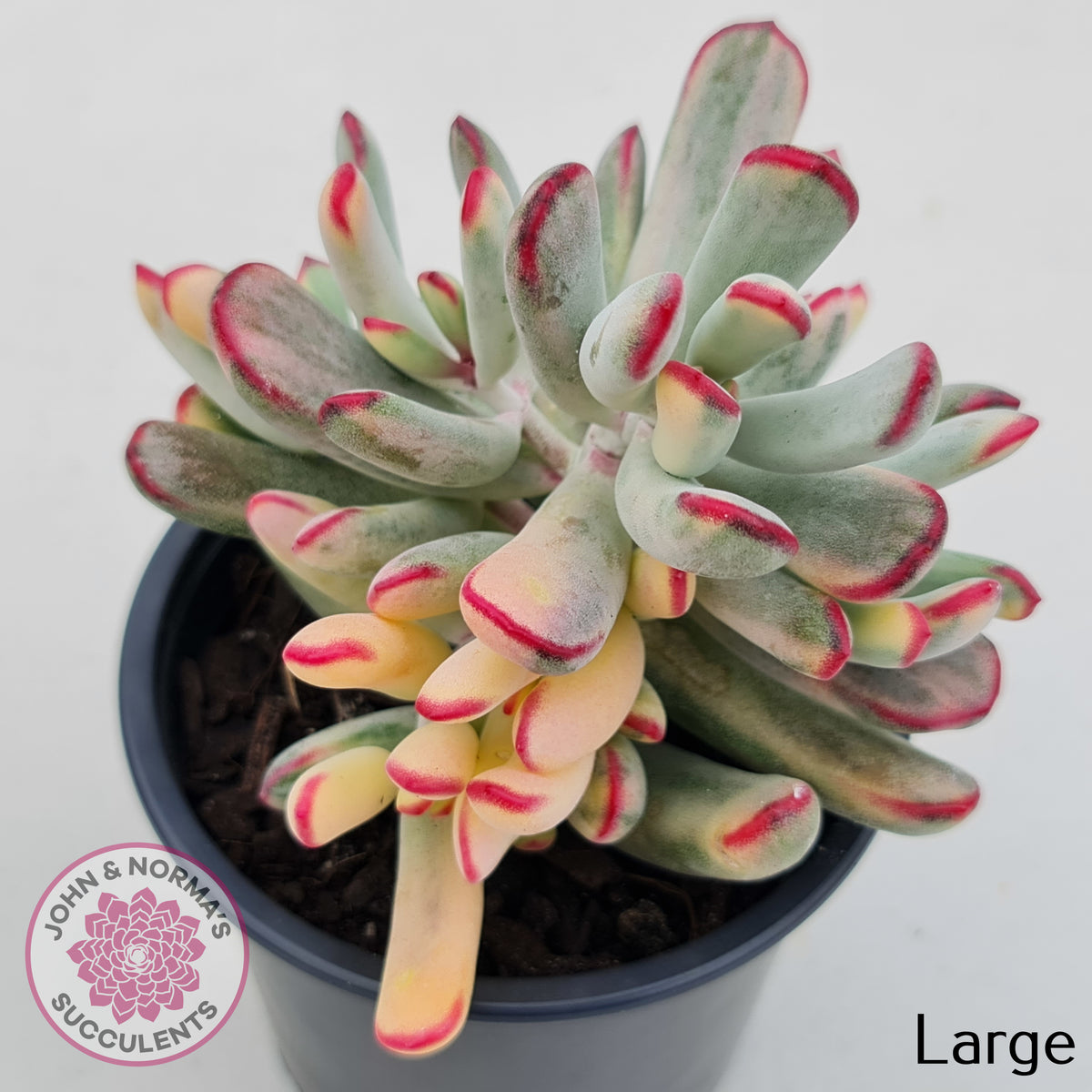 Cotyledon Orbiculata Long Leaf Variegated