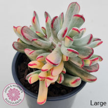 Load image into Gallery viewer, Cotyledon Orbiculata Long Leaf Variegated
