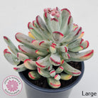 Cotyledon Orbiculata Long Leaf Variegated