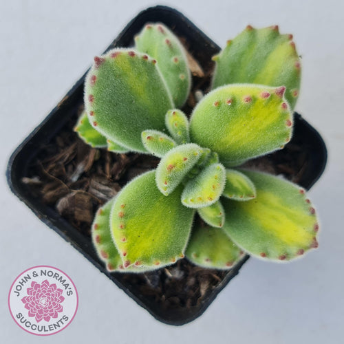 Cotyledon tomentosa - Bears Paw Yellow Variegated - John & Norma's Succulents
