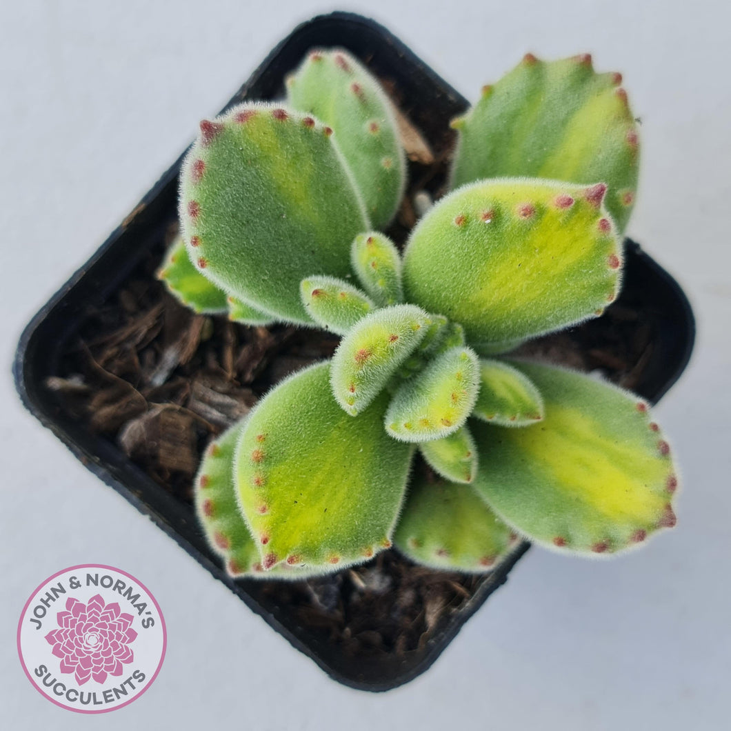Cotyledon tomentosa - Bears Paw Yellow Variegated - John & Norma's Succulents