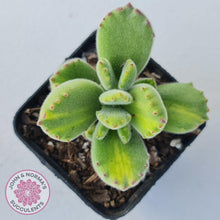 Load image into Gallery viewer, Cotyledon tomentosa - Bears Paw Yellow Variegated - John &amp; Norma&#39;s Succulents
