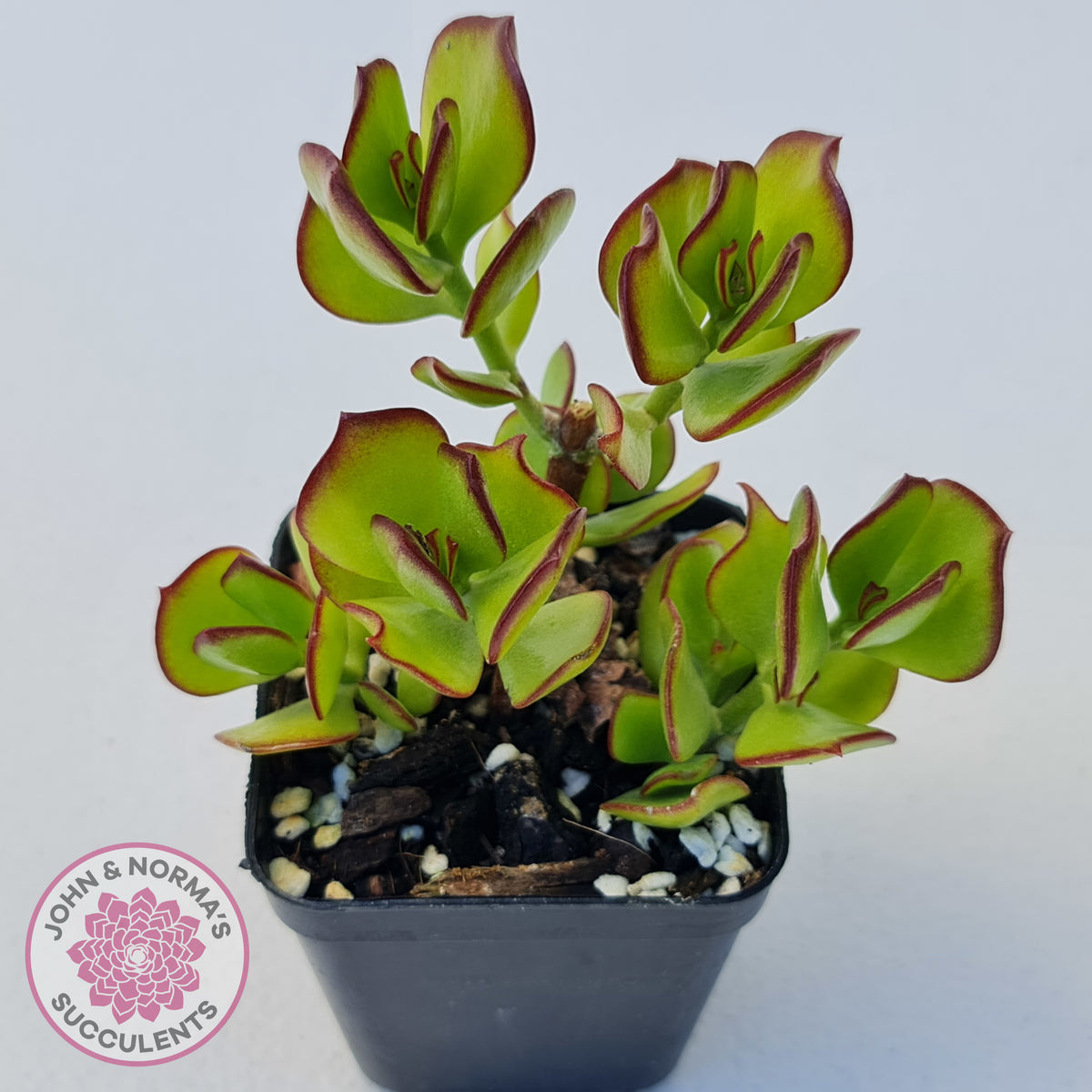Cotyledon woodii