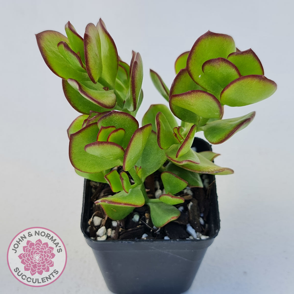 Cotyledon woodii
