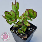 Cotyledon woodii