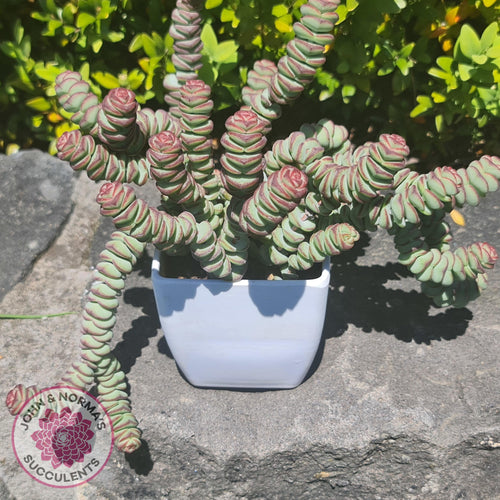 Crassula Baby's Necklace - Cuttings x 3 - John & Norma's Succulents