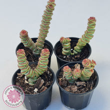 Load image into Gallery viewer, Crassula Baby&#39;s Necklace
