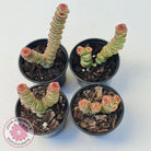 Crassula Baby's Necklace