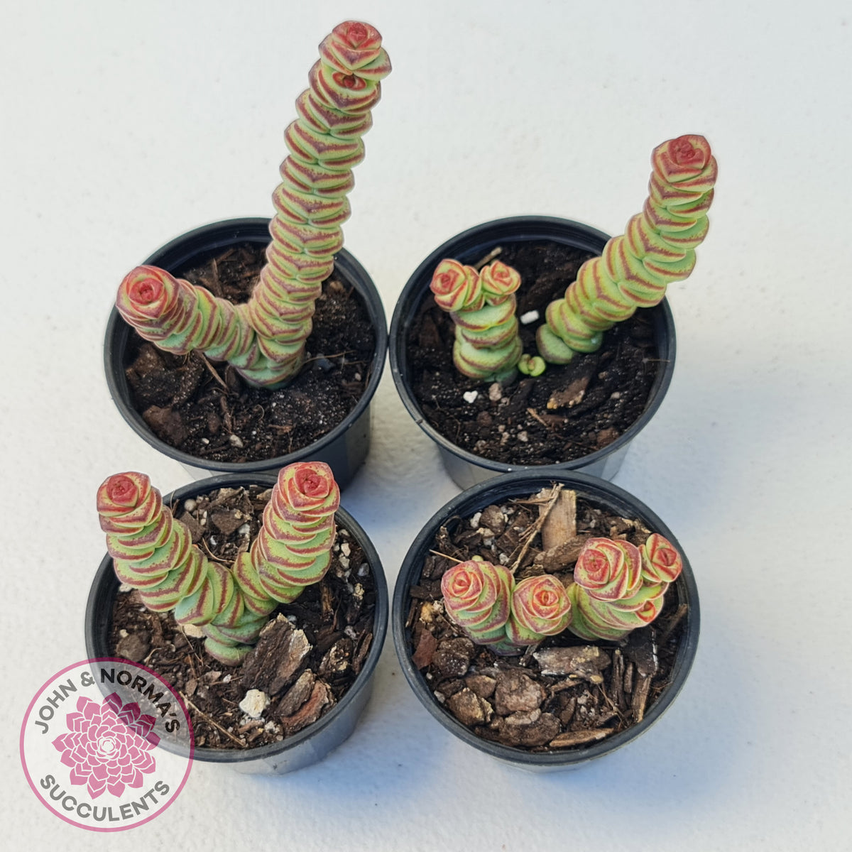 Crassula Baby's Necklace
