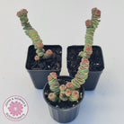 Crassula Baby's Necklace