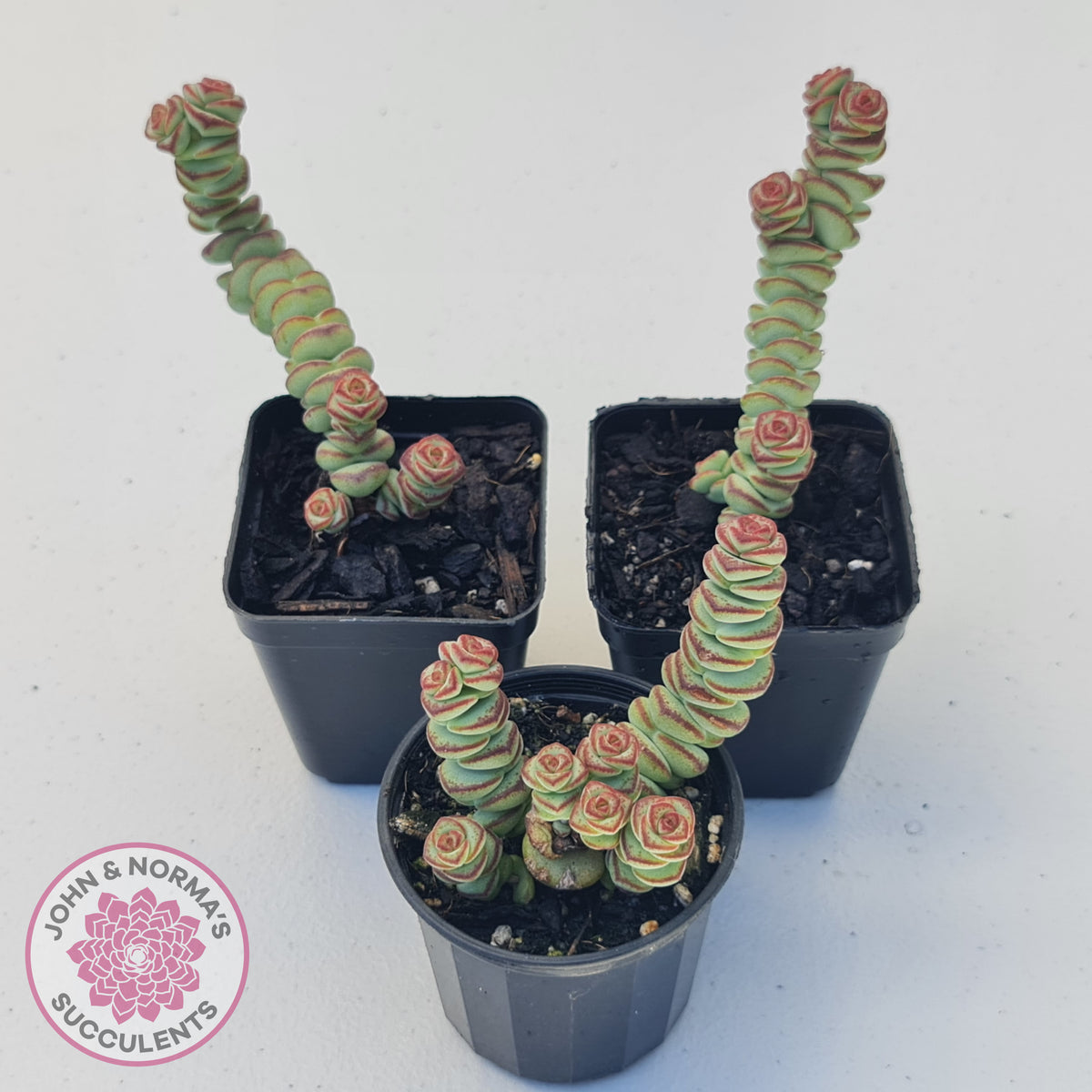 Crassula Baby's Necklace