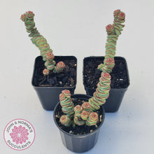 Load image into Gallery viewer, Crassula Baby&#39;s Necklace
