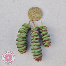 Load image into Gallery viewer, Crassula Baby&#39;s Necklace - Cuttings x 3 - John &amp; Norma&#39;s Succulents
