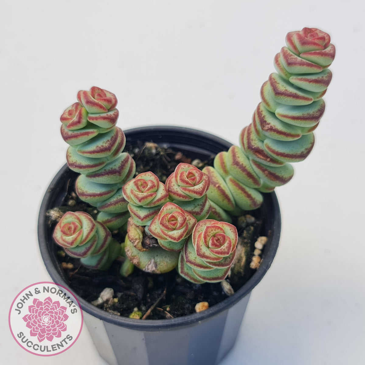 Crassula Baby's Necklace