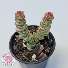 Load image into Gallery viewer, Crassula Baby&#39;s Necklace
