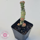 Crassula Baby's Necklace